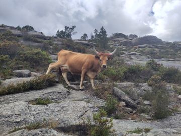 Vache Cachena - Peneda Geres - Portugal