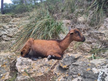 Chevre sauvage sur la plage de la Cala Murta