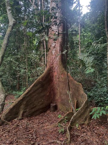 Okoumé de l'arboretum Raponda Walker