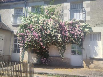 Roses dans le village de Chédigny